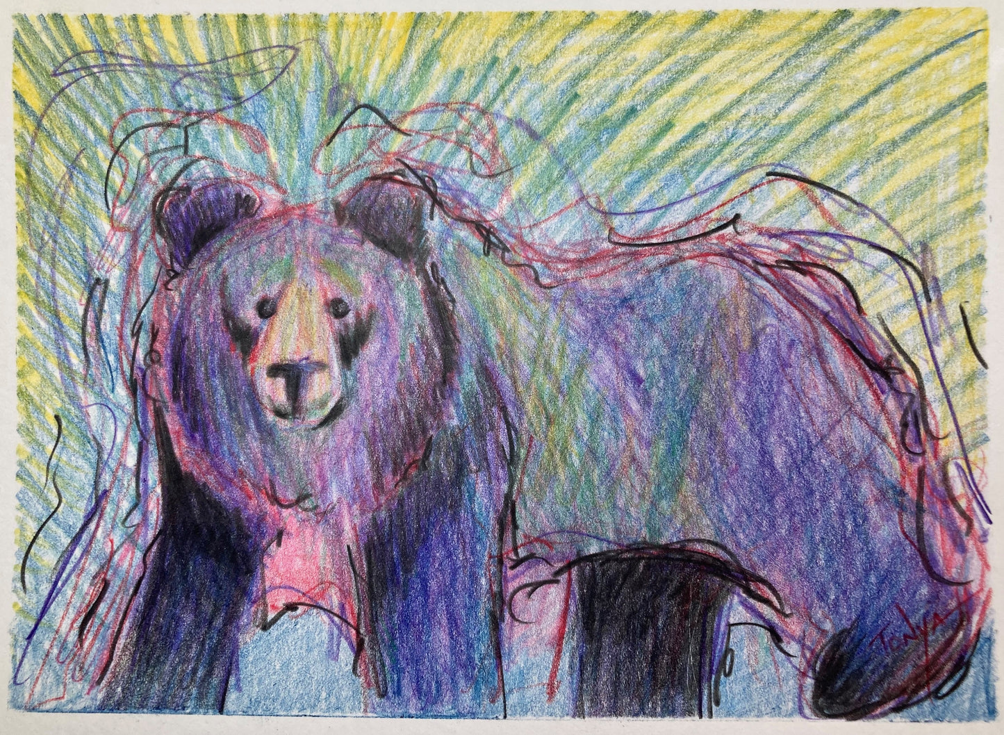 A colored pencil drawing of a large bear created in black, blue and purple, with wavy lines all around him.